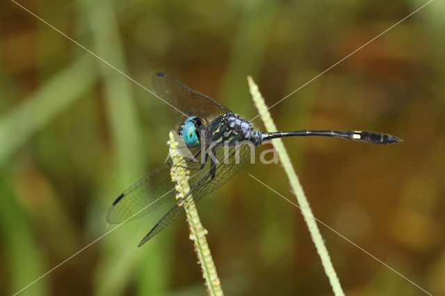 Micrathyria catenata