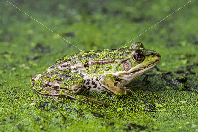 Middelste groene kikker (Rana klepton esculenta