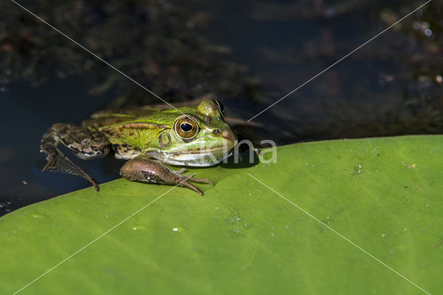 Edible Frog (Rana klepton esculenta