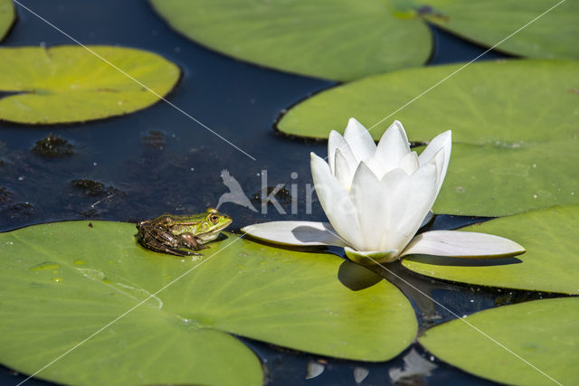 Middelste groene kikker (Rana klepton esculenta