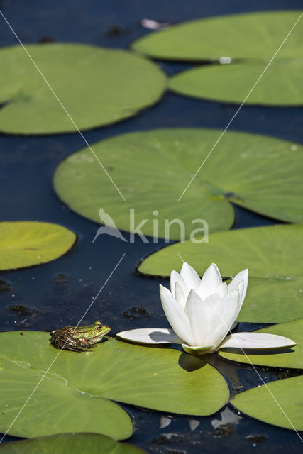 Middelste groene kikker (Rana klepton esculenta