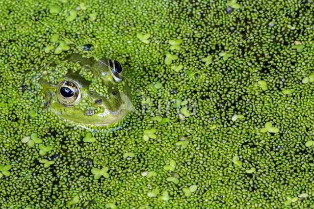 Middelste groene kikker (Rana klepton esculenta