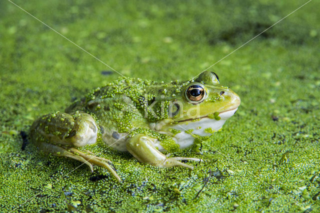 Edible Frog (Rana klepton esculenta