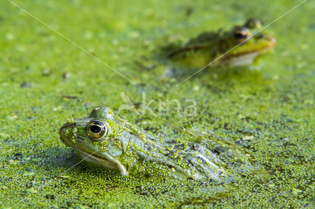 Middelste groene kikker (Rana klepton esculenta