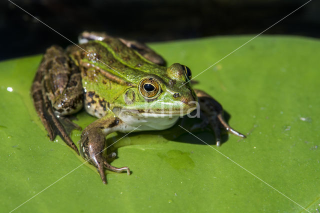 Edible Frog (Rana klepton esculenta