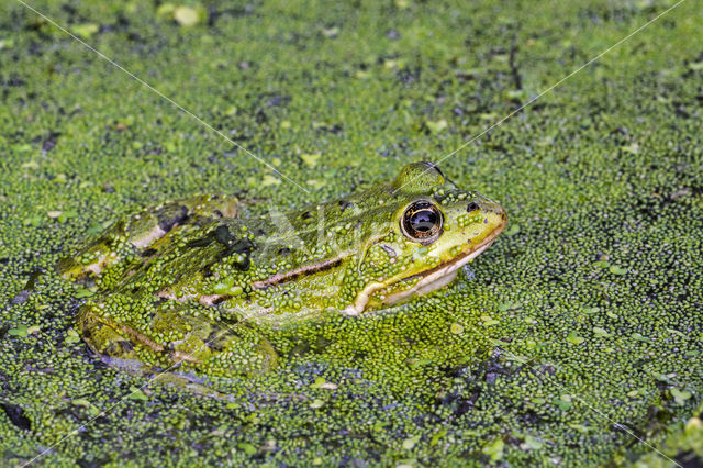 Middelste groene kikker (Rana klepton esculenta