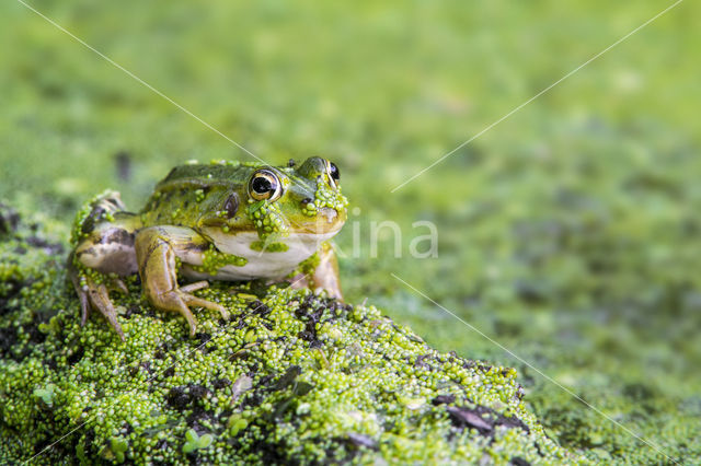 Middelste groene kikker (Rana klepton esculenta