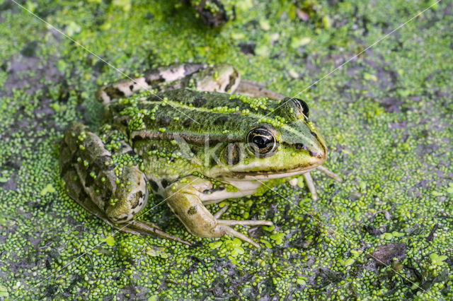 Edible Frog (Rana klepton esculenta