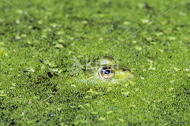 Middelste groene kikker (Rana klepton esculenta