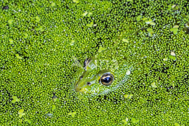 Middelste groene kikker (Rana klepton esculenta