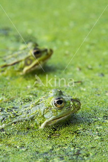 Middelste groene kikker (Rana klepton esculenta