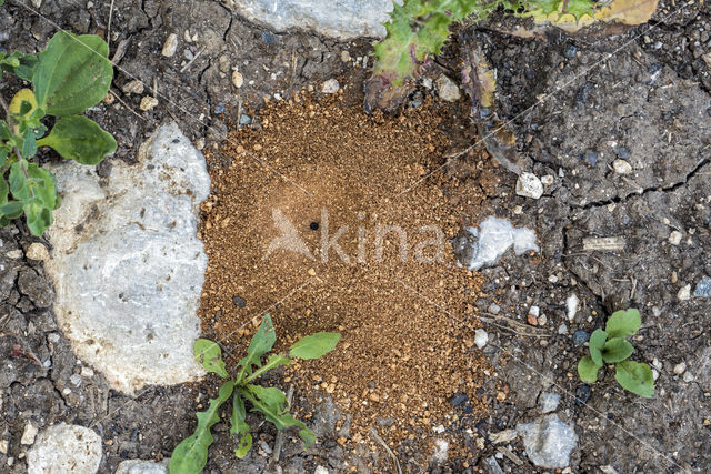 Antlion (Myrmeleontidae sp.)