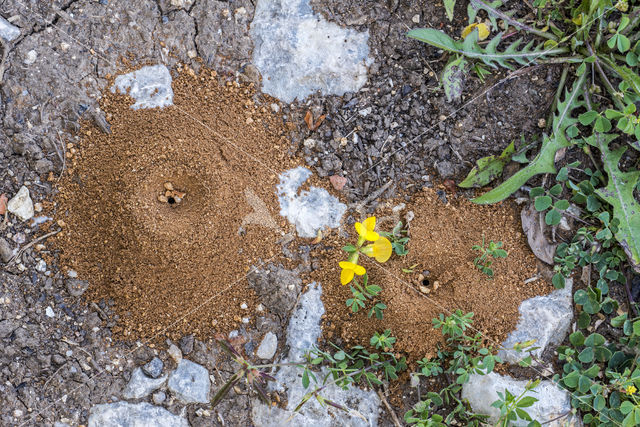 Antlion (Myrmeleontidae sp.)