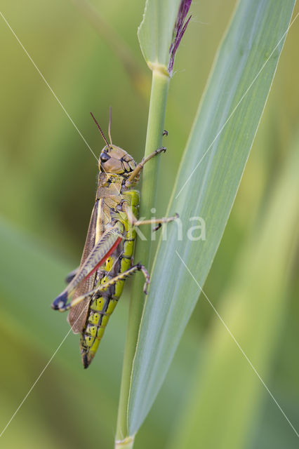 Large Marsh Grasshopper (Stethophyma grossum)