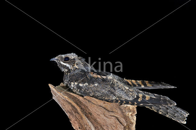 Nachtzwaluw (Caprimulgus europaeus)