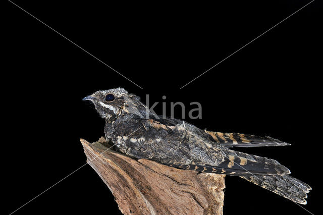 European Nightjar (Caprimulgus europaeus)