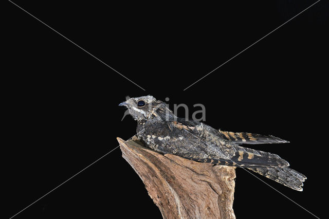 European Nightjar (Caprimulgus europaeus)