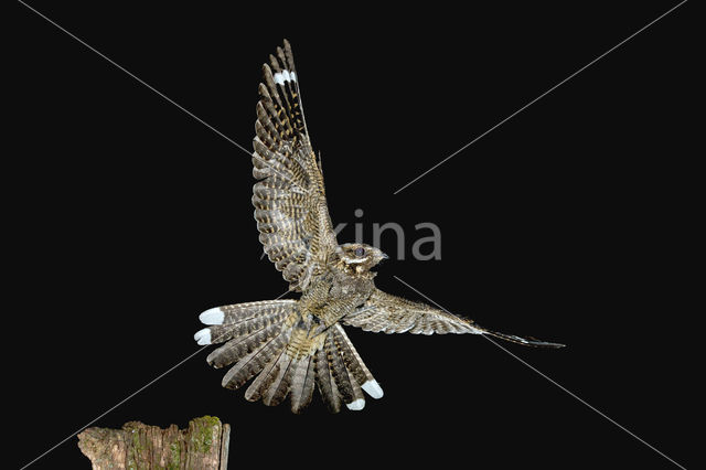 European Nightjar (Caprimulgus europaeus)