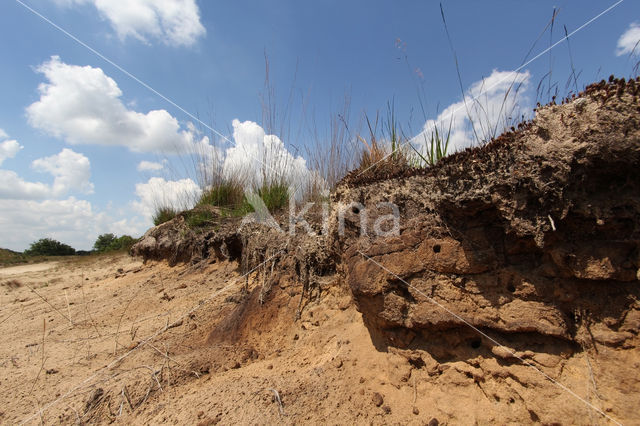 National Park Loonse en Drunense Duinen