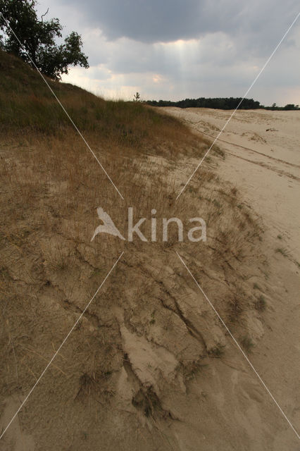 National Park Loonse en Drunense Duinen