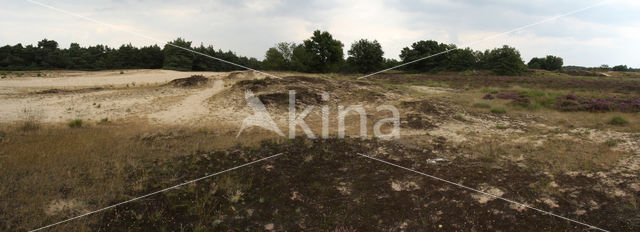 National Park Loonse en Drunense Duinen