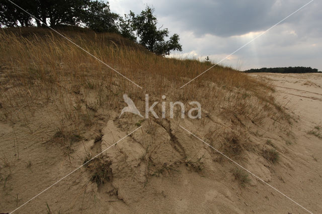 Nationaal Park Loonse en Drunense Duinen