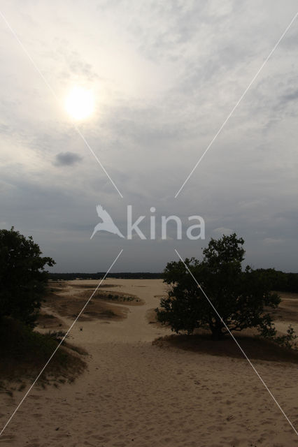 National Park Loonse en Drunense Duinen