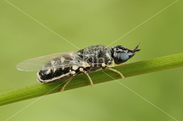 fen snout (Nemotelus pantherinus)