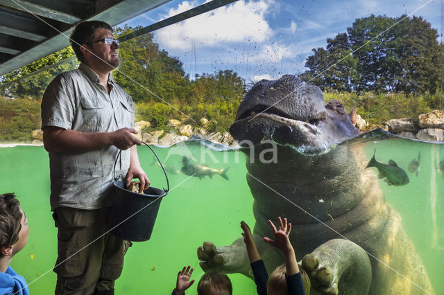 Nijlpaard (Hippopotamus amphibius)