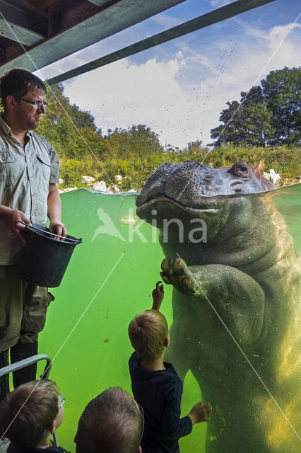 Nijlpaard (Hippopotamus amphibius)