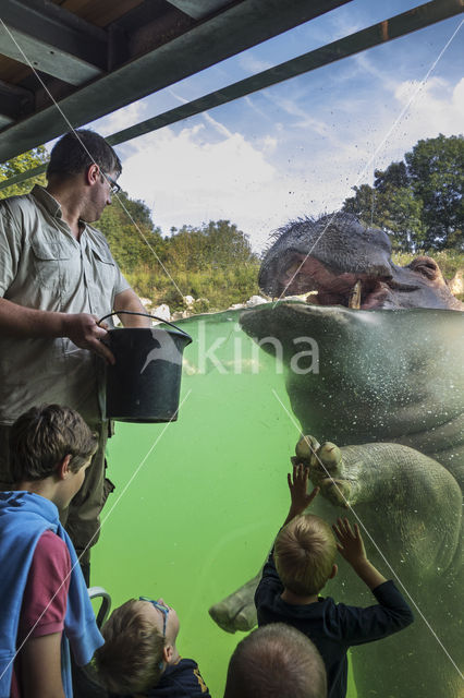 Nijlpaard (Hippopotamus amphibius)