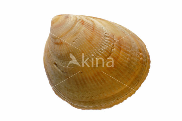 Smooth Cockle (Laevicardium crassum)