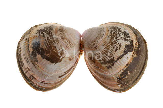 Smooth Cockle (Laevicardium crassum)