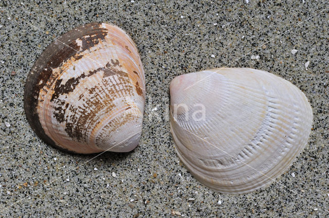 Smooth Cockle (Laevicardium crassum)