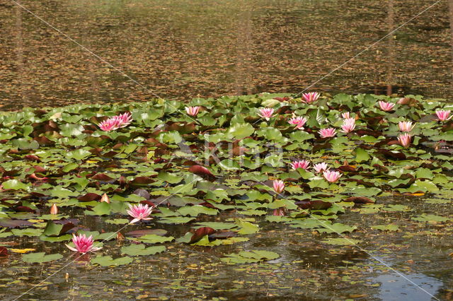 Nymphaea marliacea (Nymphaea marliacea)