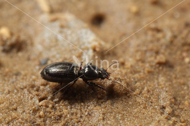 Dyschirius aeneus