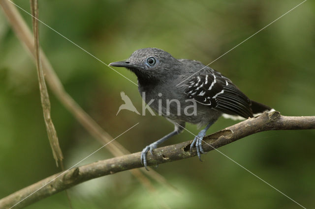 Band-tailed Antbird (Hypocnemoides maculicauda)