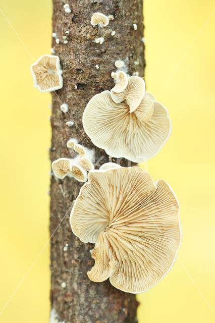 Oorzwammetje (Crepidotus sp.)