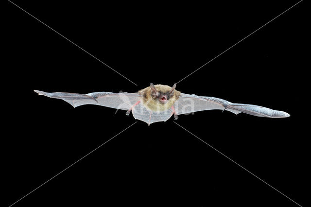 Brandt's Bat (Myotis brandtii)