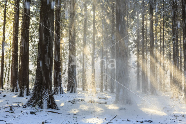 Oostelijke hemlockspar (Tsuga canadensis)