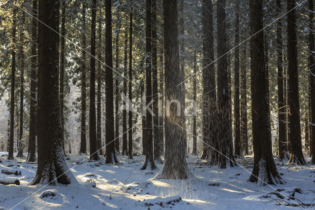 Oostelijke hemlockspar (Tsuga canadensis)