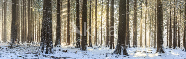 Oostelijke hemlockspar (Tsuga canadensis)