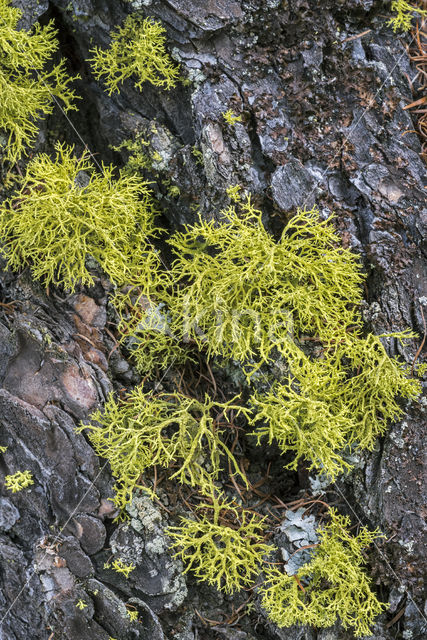 Yellow-green Lowland Reindeer Lichen (Cladina portentosa)