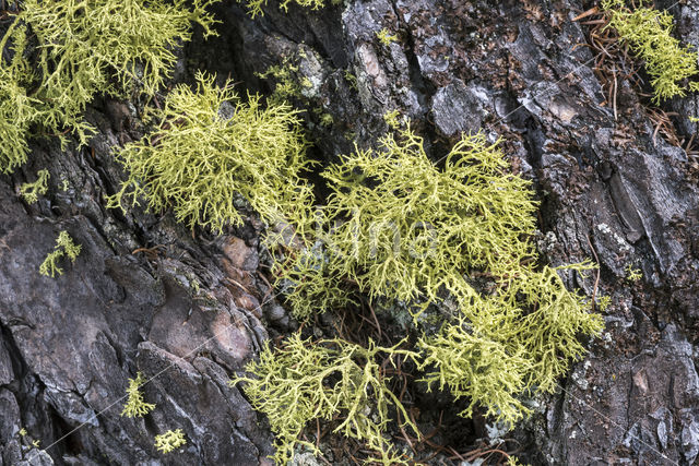 Yellow-green Lowland Reindeer Lichen (Cladina portentosa)