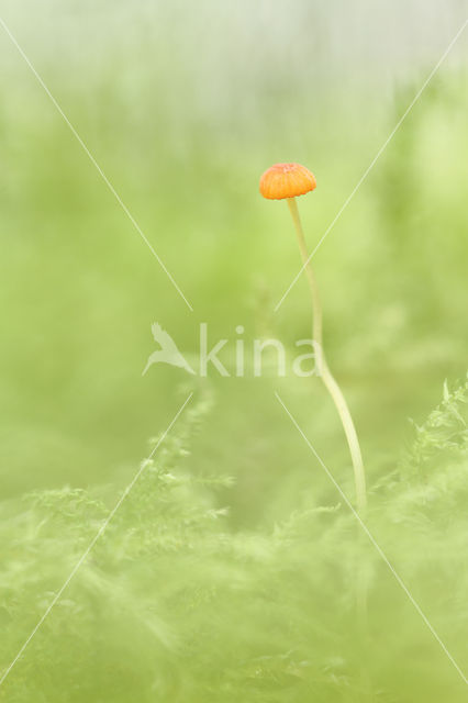 Oranje dwergmycena (Mycena acicula)