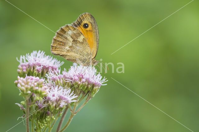 Oranje zandoogje (Pyronia tithonus)