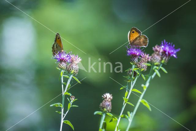 Oranje zandoogje (Pyronia tithonus)