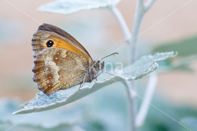 Oranje zandoogje (Pyronia tithonus)