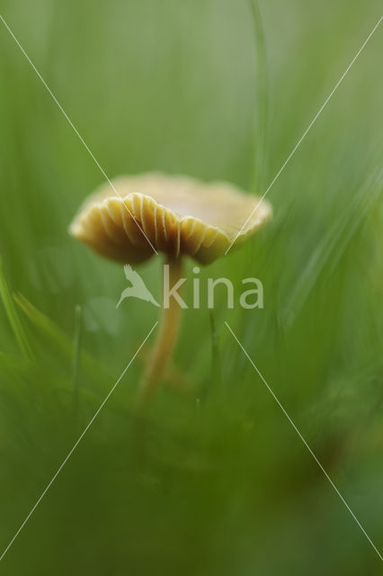 Orange Mosscap (Rickenella fibula)