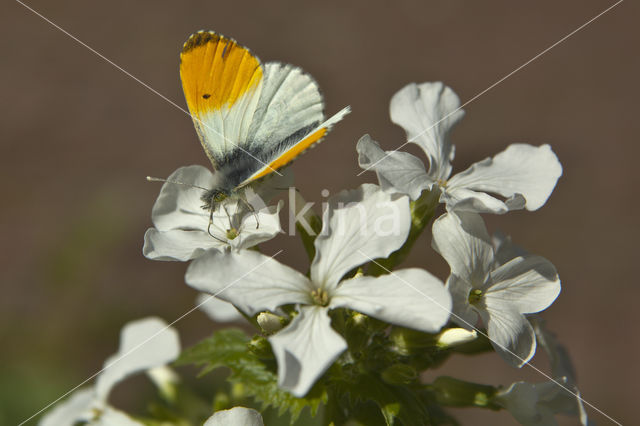 Oranjetipje (Anthocharis cardamines)